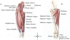 Vastus Lateralis Kası
