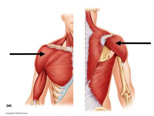 Deltoid Kas