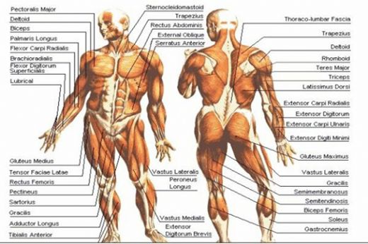 İnsan Kas Anatomisi