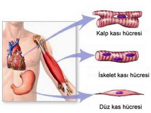 Kalp Kas Kalnlamas