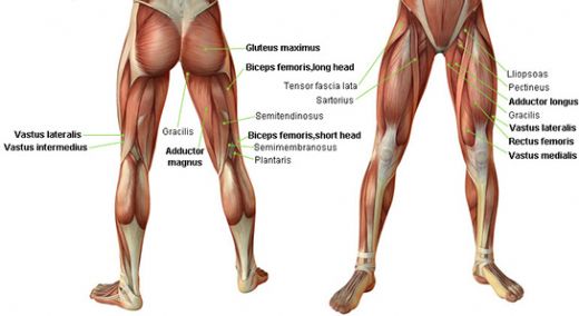 Kas Anatomisi