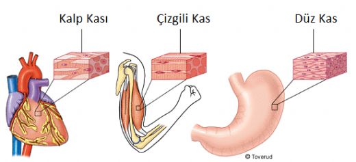 Kas eitleri