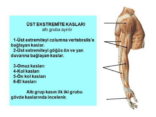 st Ekstremite Kaslar