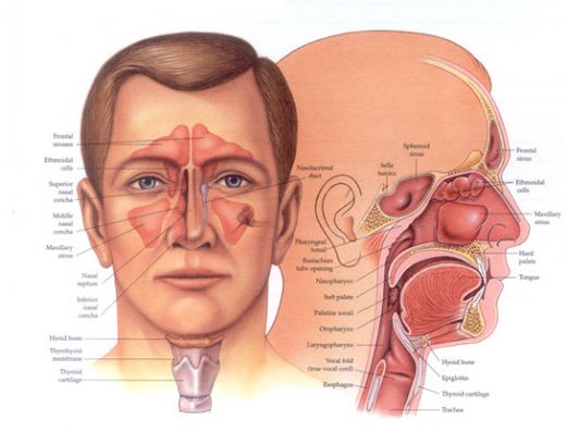 Yüz Kasları Anatomisi